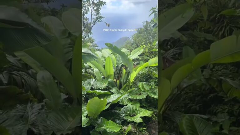Have you ever hiked in a place so beautiful? #travelbucketlist #Saba #Sabaisland #visitSaba