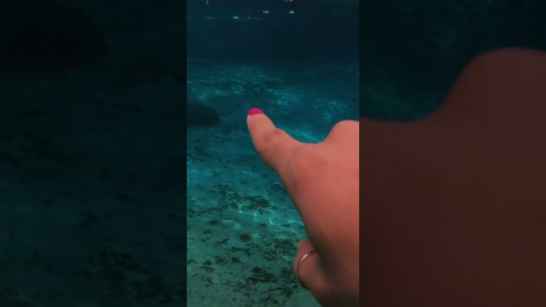 Jo Franco, Orlando & The Manatees | The Next Turn by Expedia